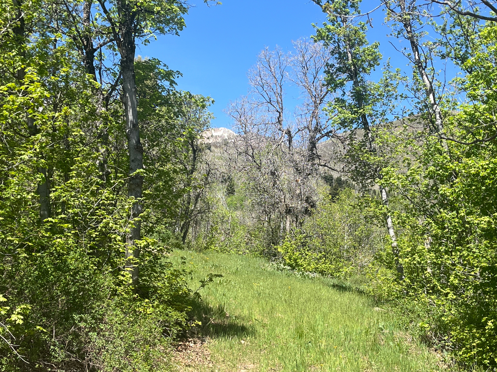 UPPER WHITTEMORE - Land