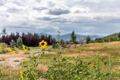 Tiny photo for 950 SWISS ALPINE RD, Midway, UT 84049 (MLS # 2180800)