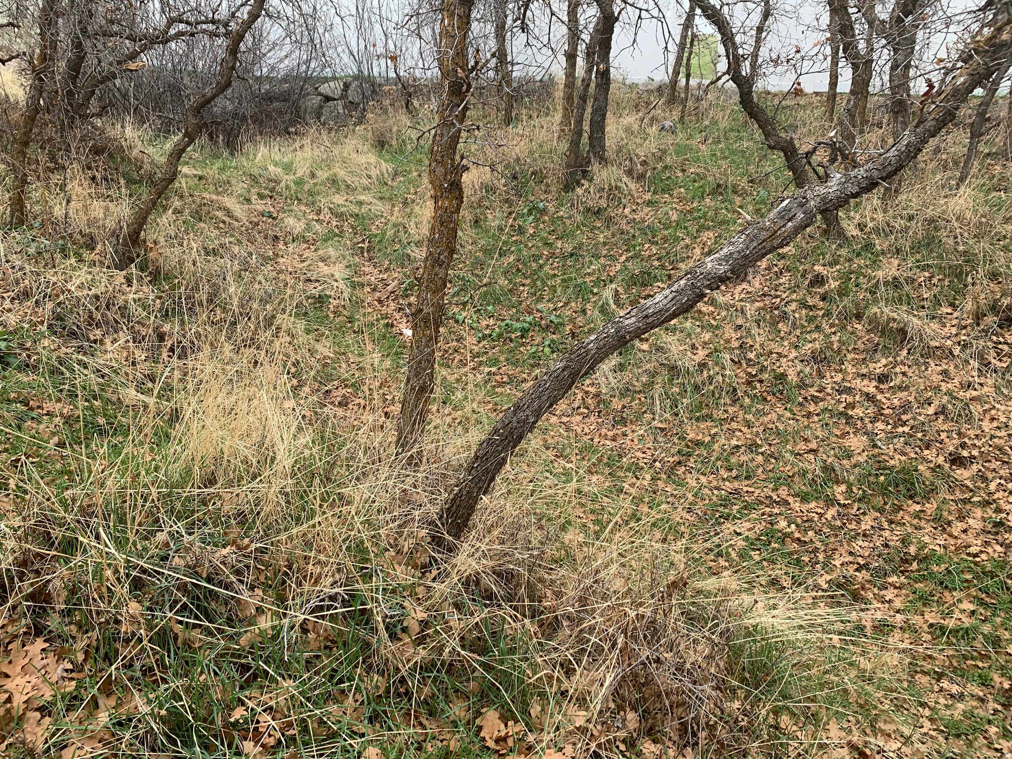 PLAT A NORTH CYN EST - Land