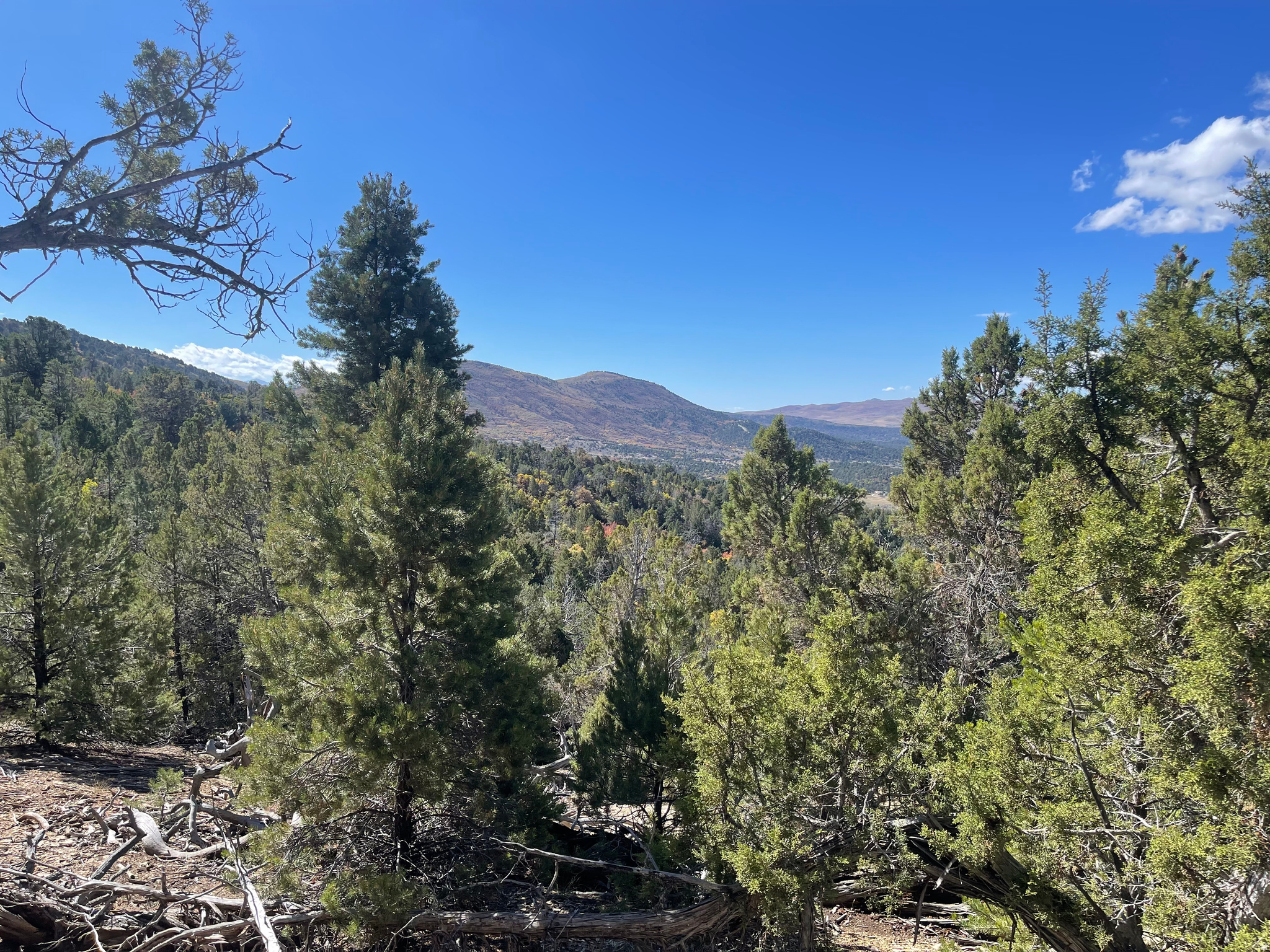 PANORAMA WOODS - Land