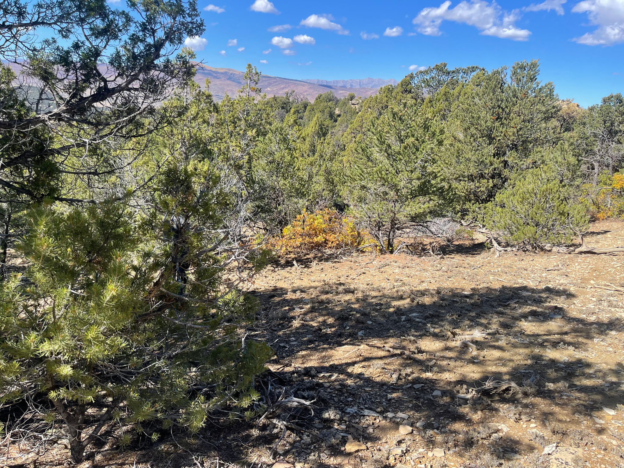 PANORAMA WOODS - Land
