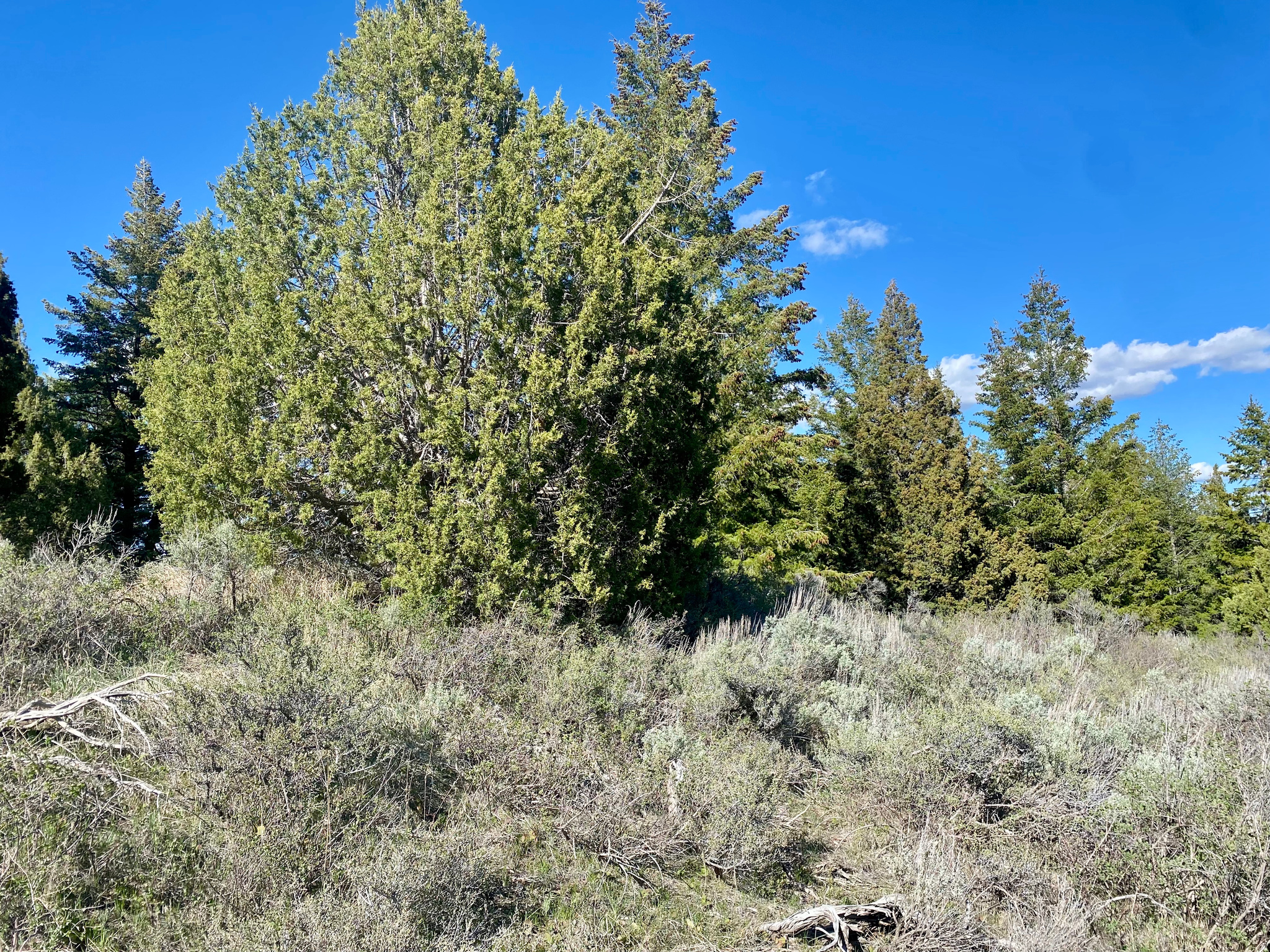 LAVA RANCH PHASE 5 - Land