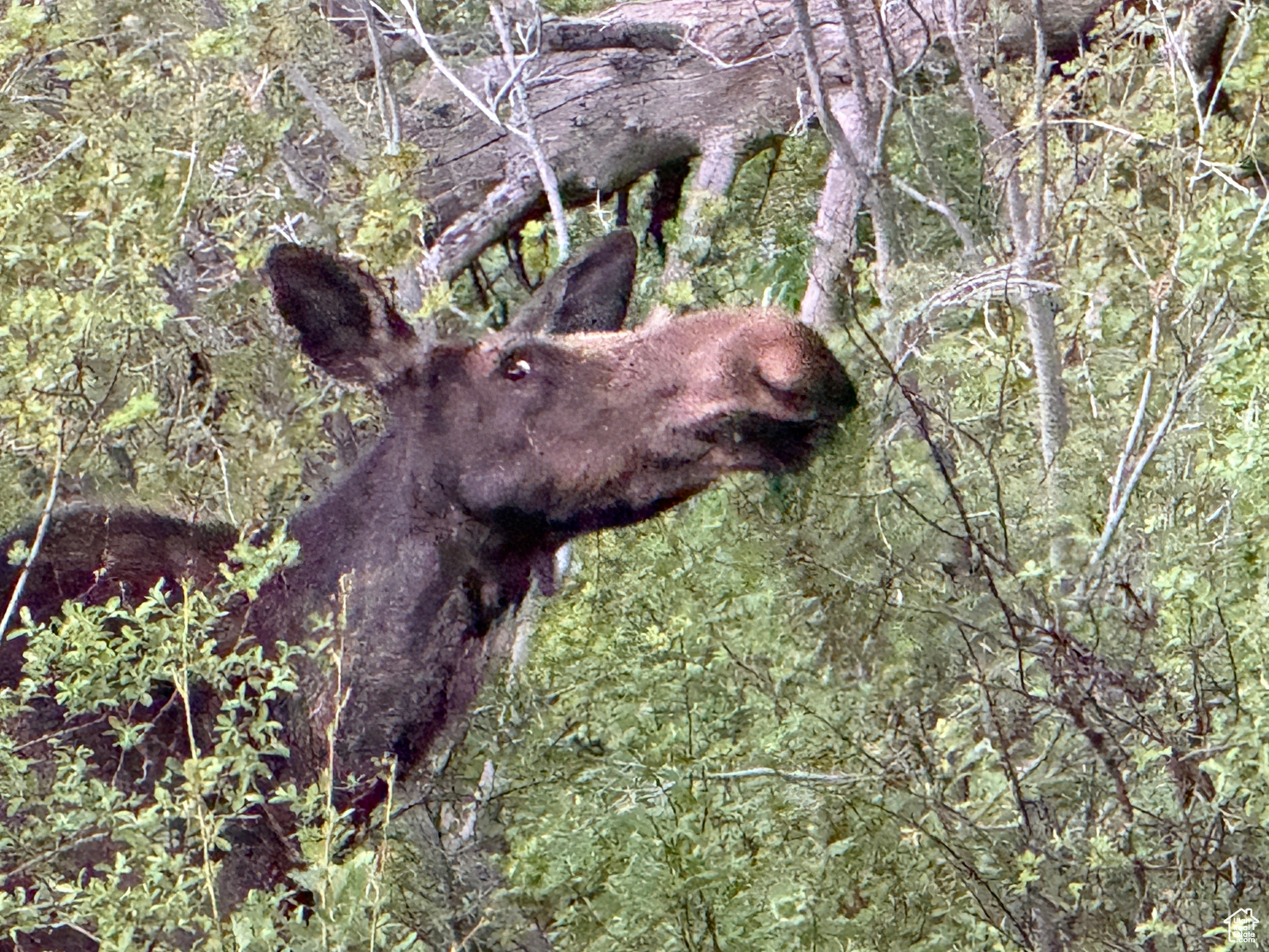 Land, Huntsville, Utah image 22