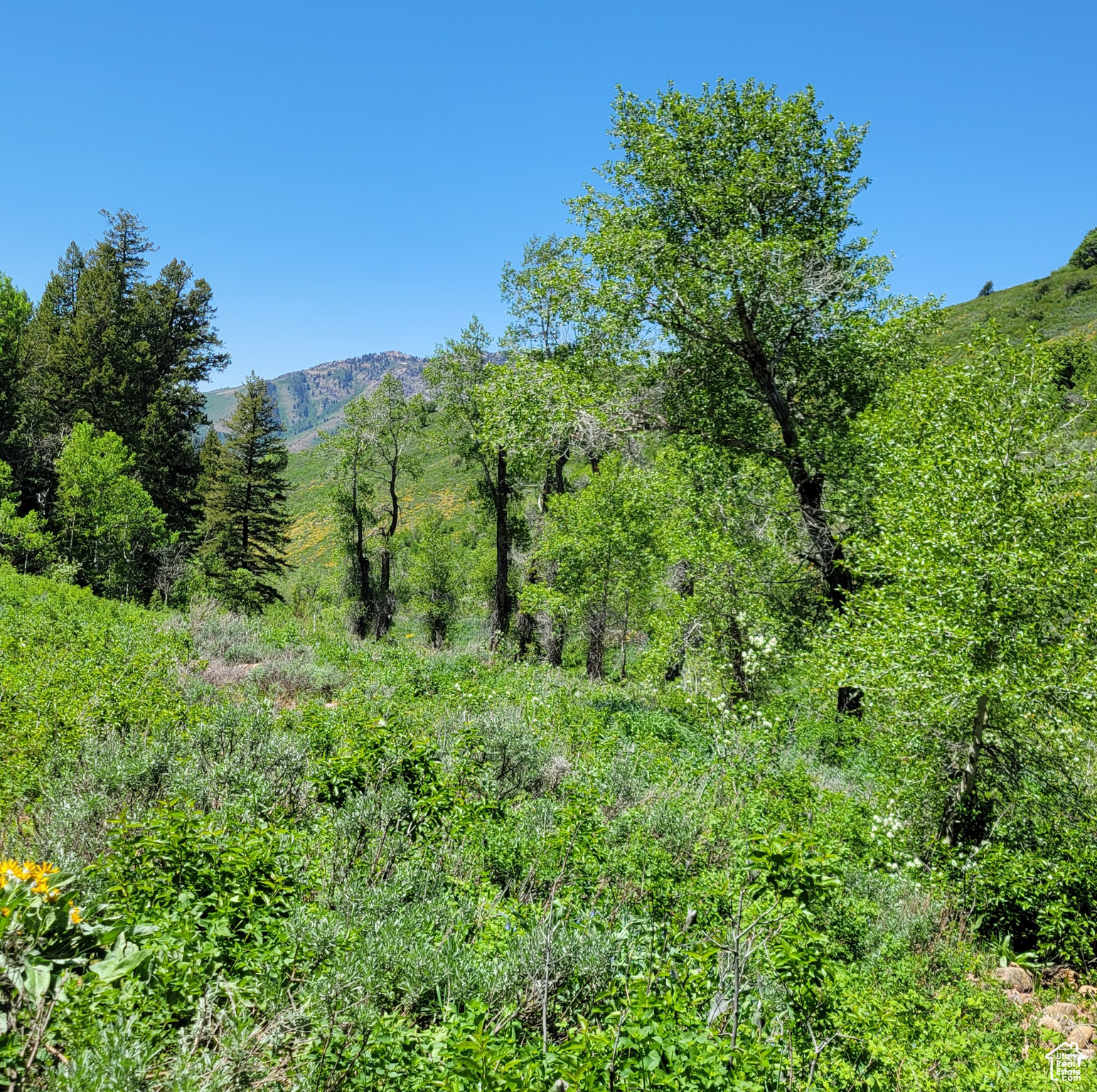 Land, Huntsville, Utah image 5