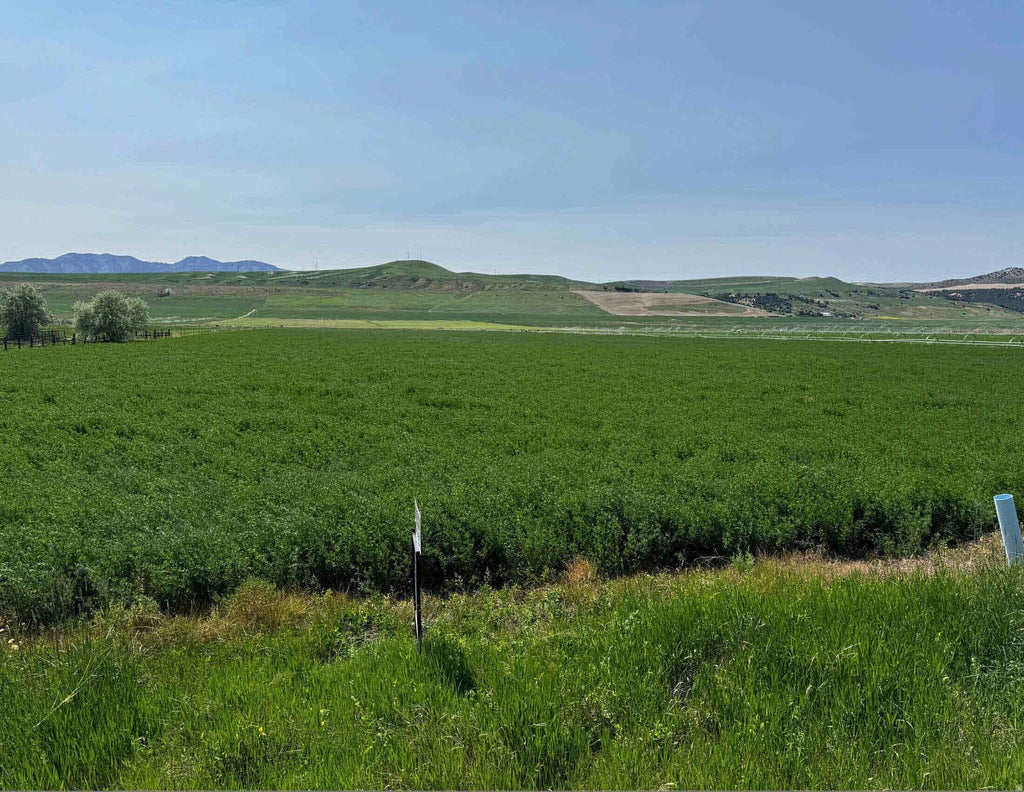 Photo of 1225 N HWY 23 HWY W, Trenton, UT 84338 (MLS # 2183853)