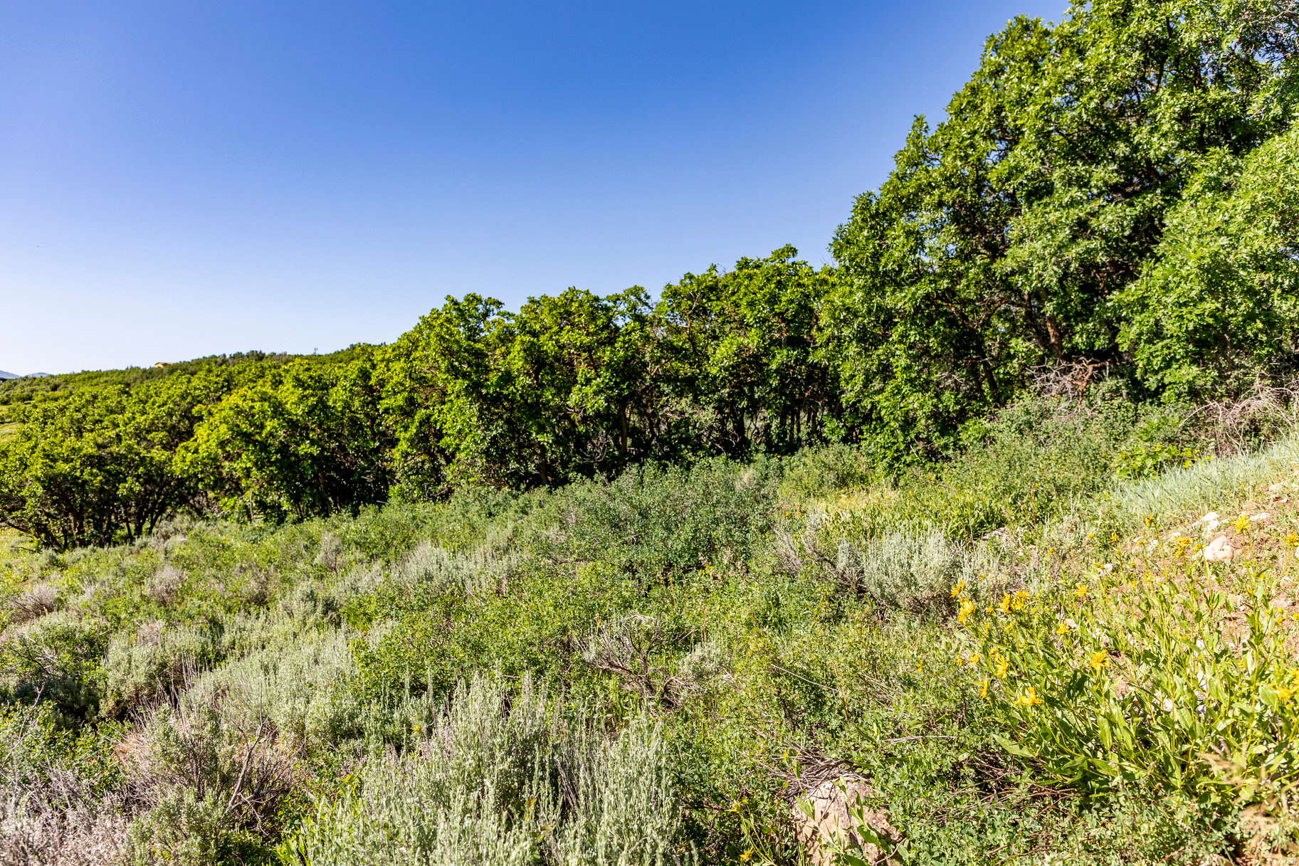 RANCHES AT THE PRESRVE - Land