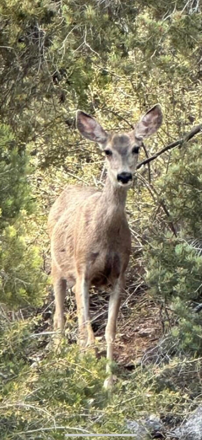 CAL-NEV-ARI EST AMD - Land