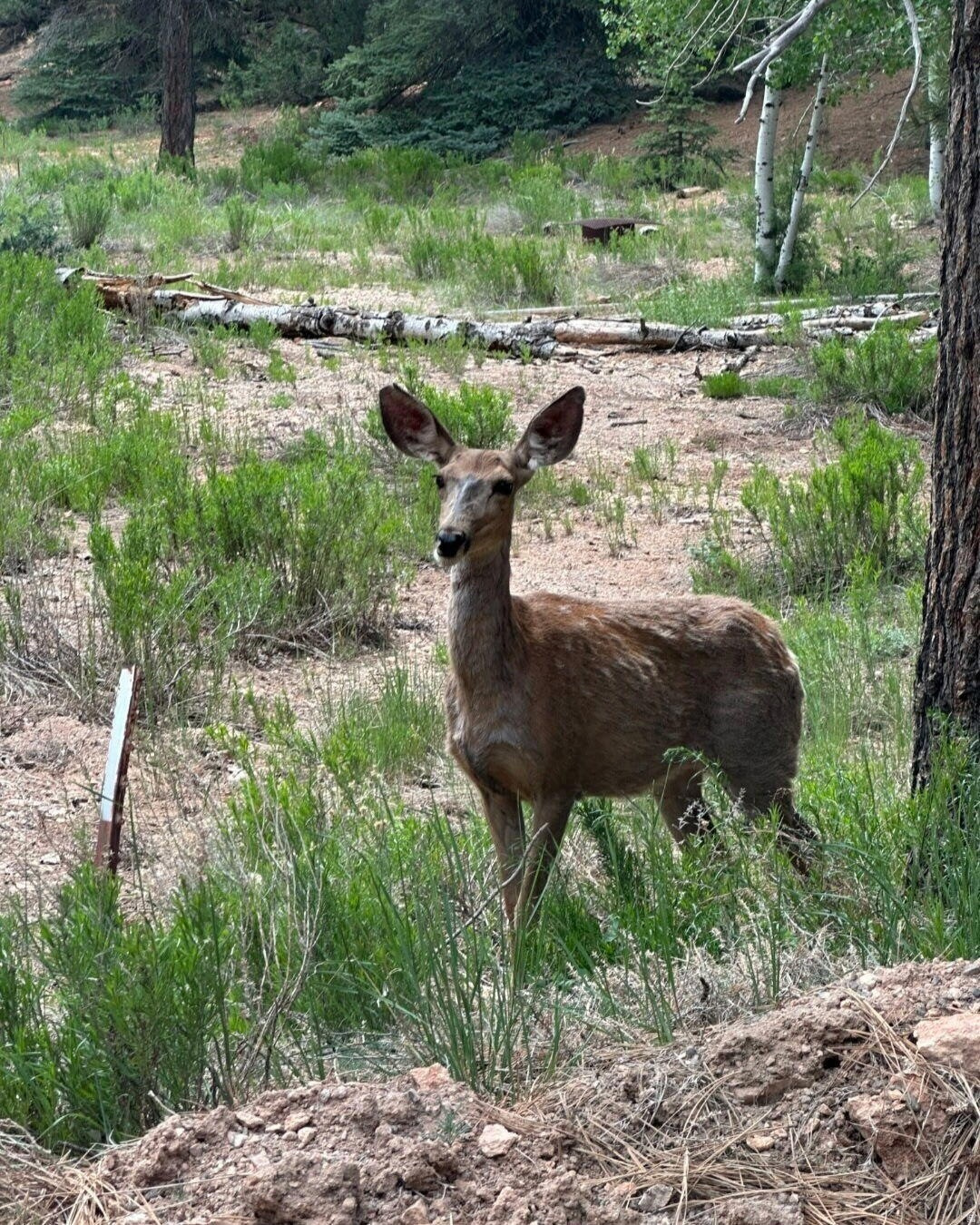 CAL-NEV-ARI EST AMD - Land