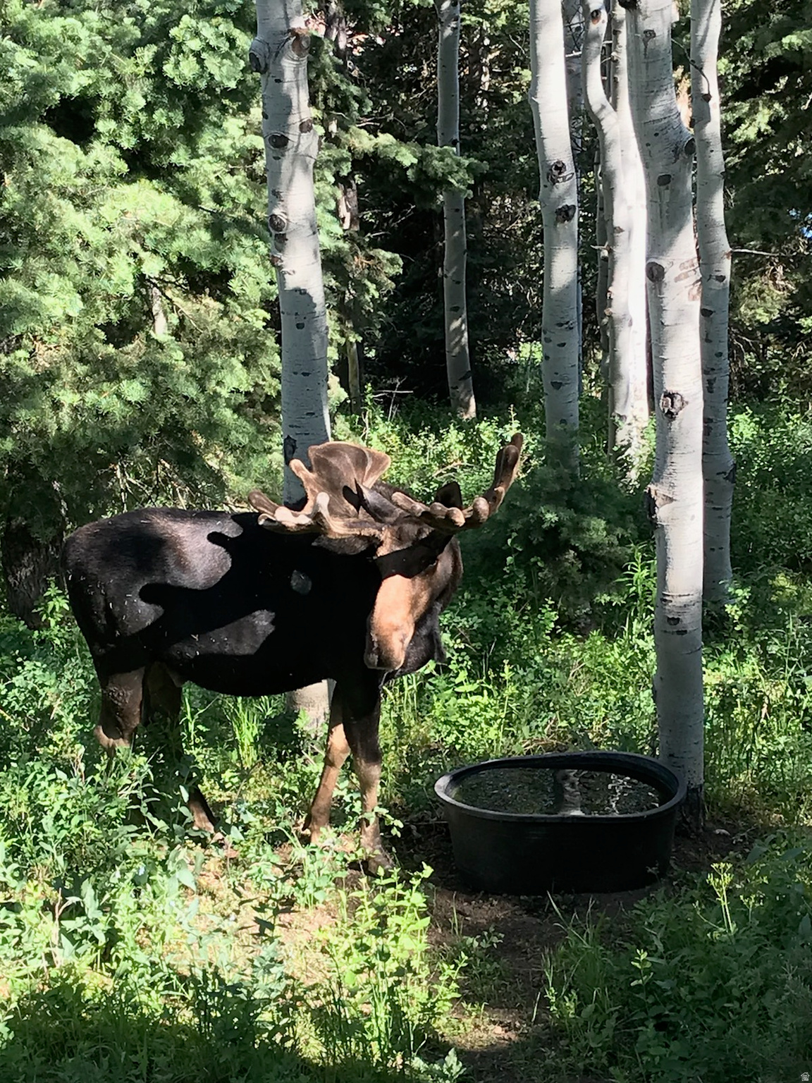 PINE MEADOWS RANCH - Residential