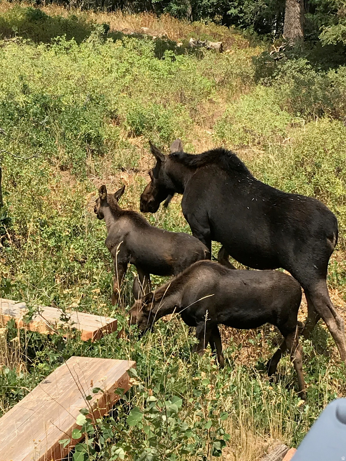 PINE MEADOWS RANCH - Residential