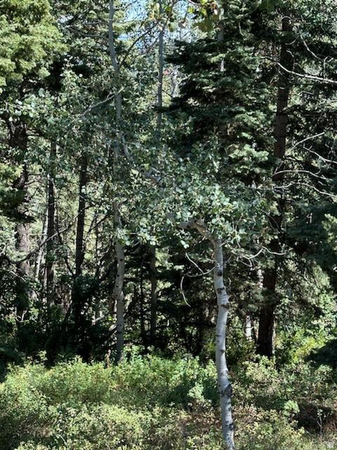 PINE MEADOWS RANCH - Residential