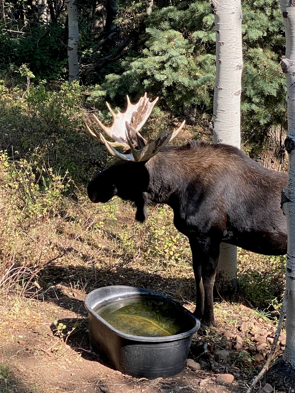 PINE MEADOWS RANCH - Residential