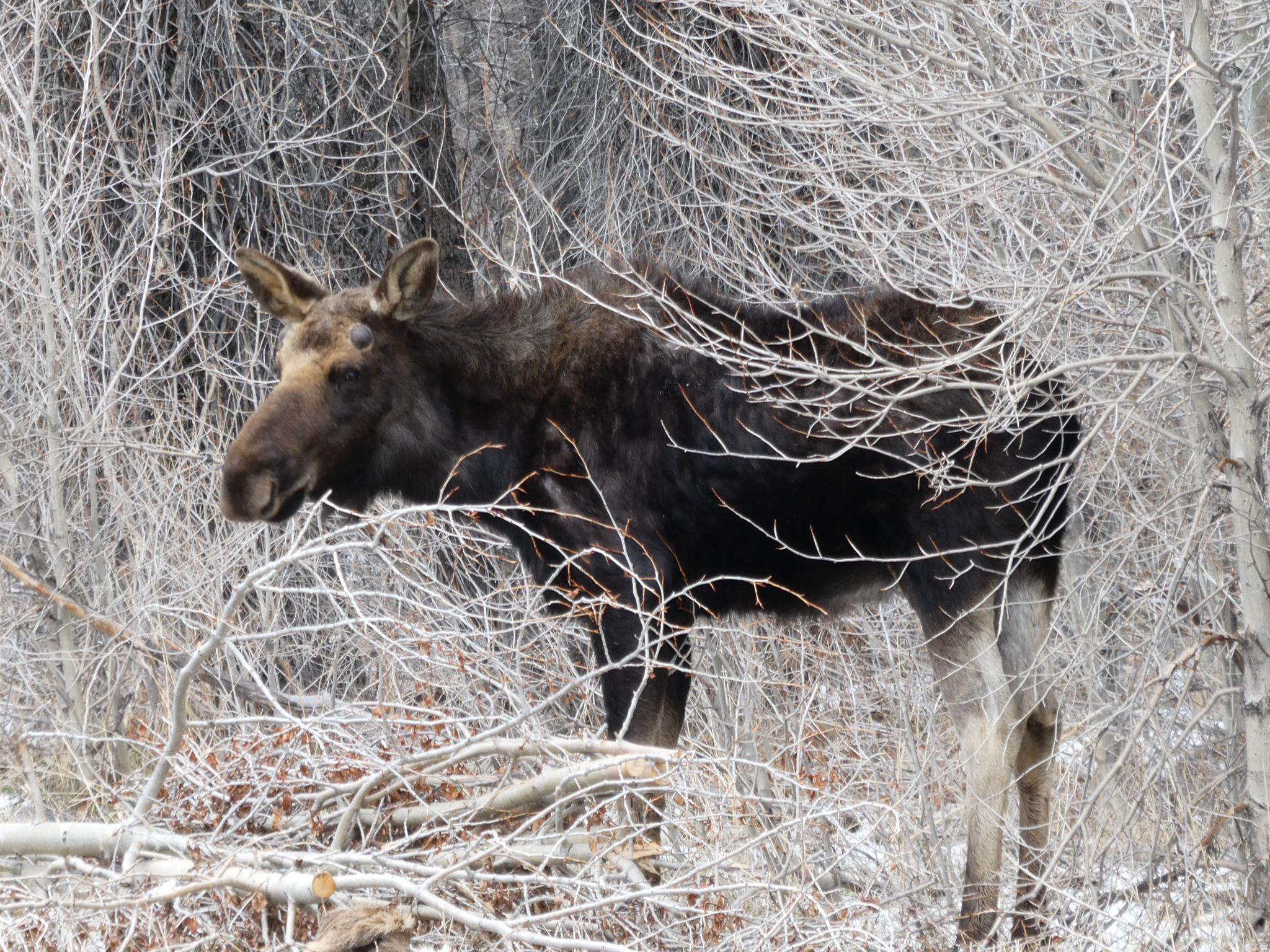 THE CABINS AT BEAR RIVER LODGE - Land