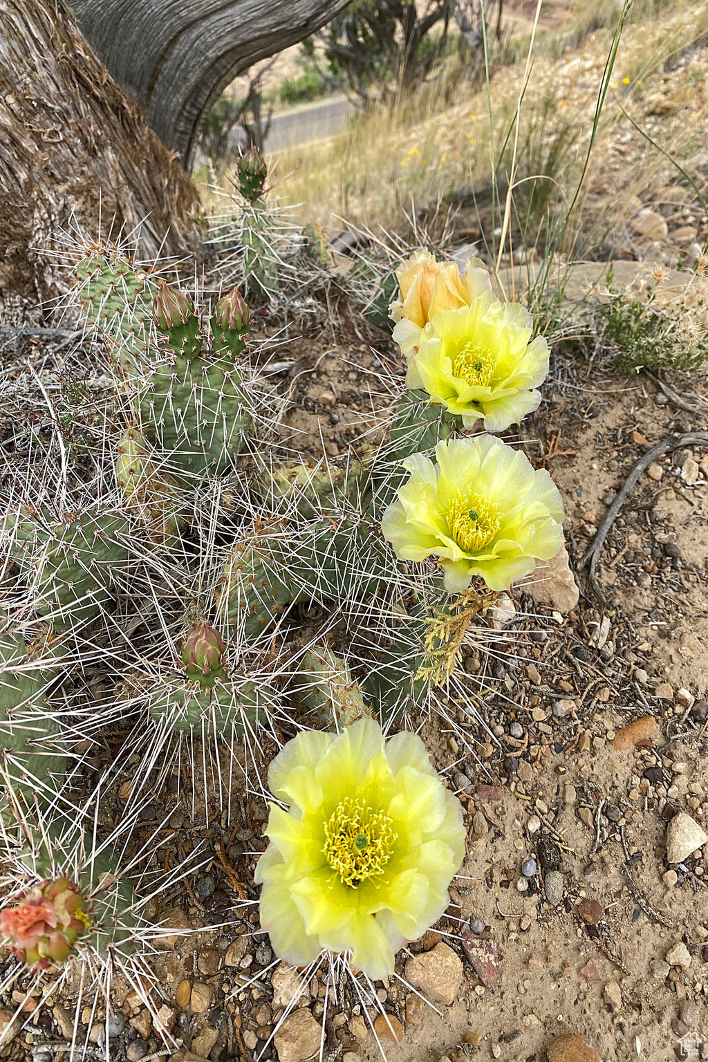 PINNACLE HEIGHTS - Land