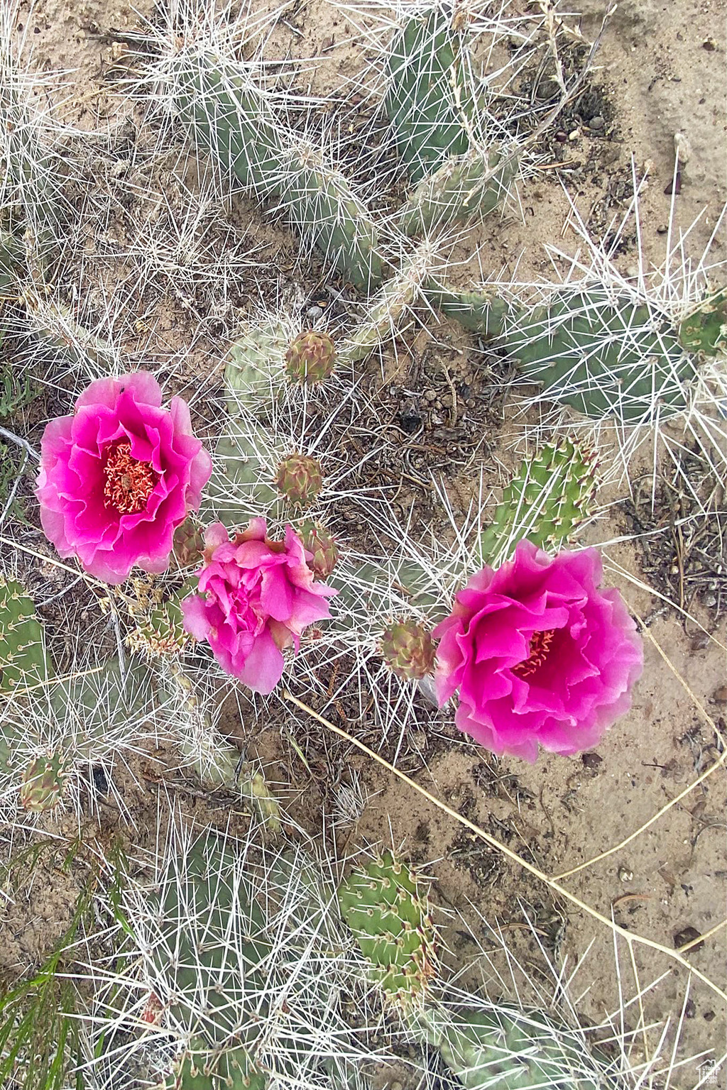 PINNACLE HEIGHTS - Land