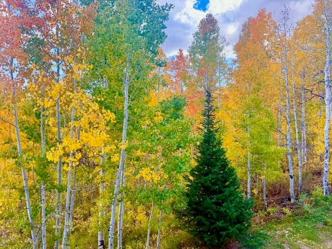 Tiny photo for 11777 EAGLE PT #H9, Huntsville, UT 84317 (MLS # 2176151)