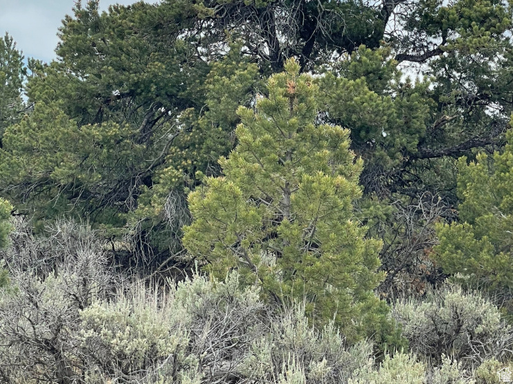 ORANGE MOUNTAIN - Land