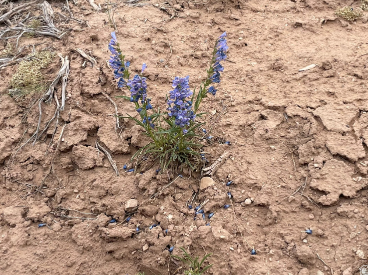 ORANGE MOUNTAIN - Land