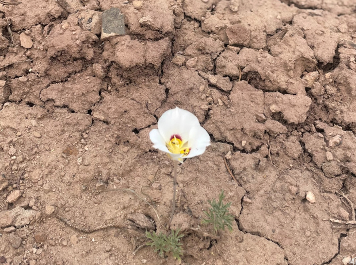 ORANGE MOUNTAIN - Land