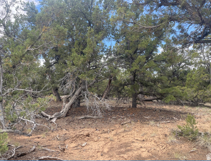 ORANGE MOUNTAIN - Land