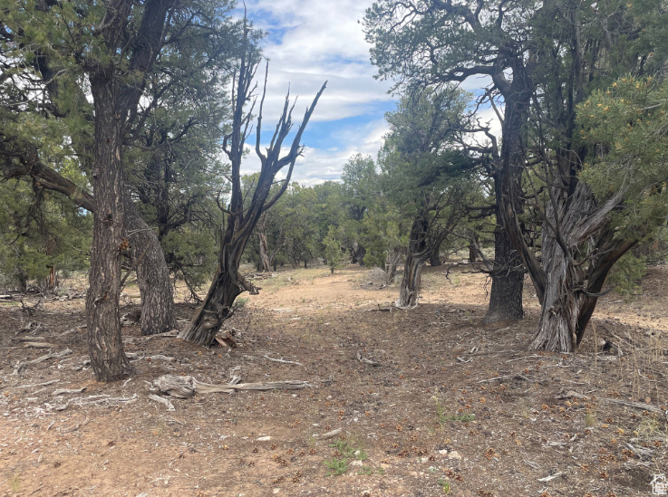 ORANGE MOUNTAIN - Land