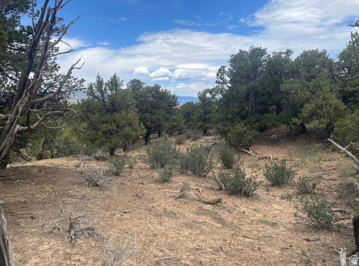 ORANGE MOUNTAIN - Land