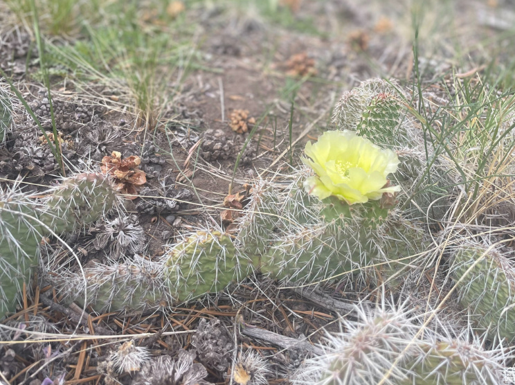 ORANGE MOUNTAIN - Land