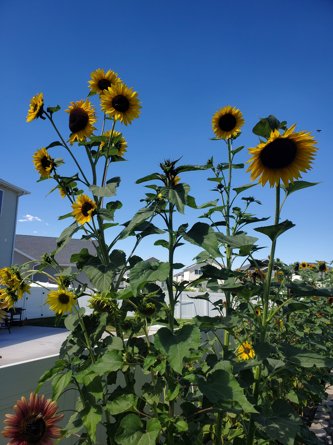 HARMONY PHASE A PLAT 8 - Residential