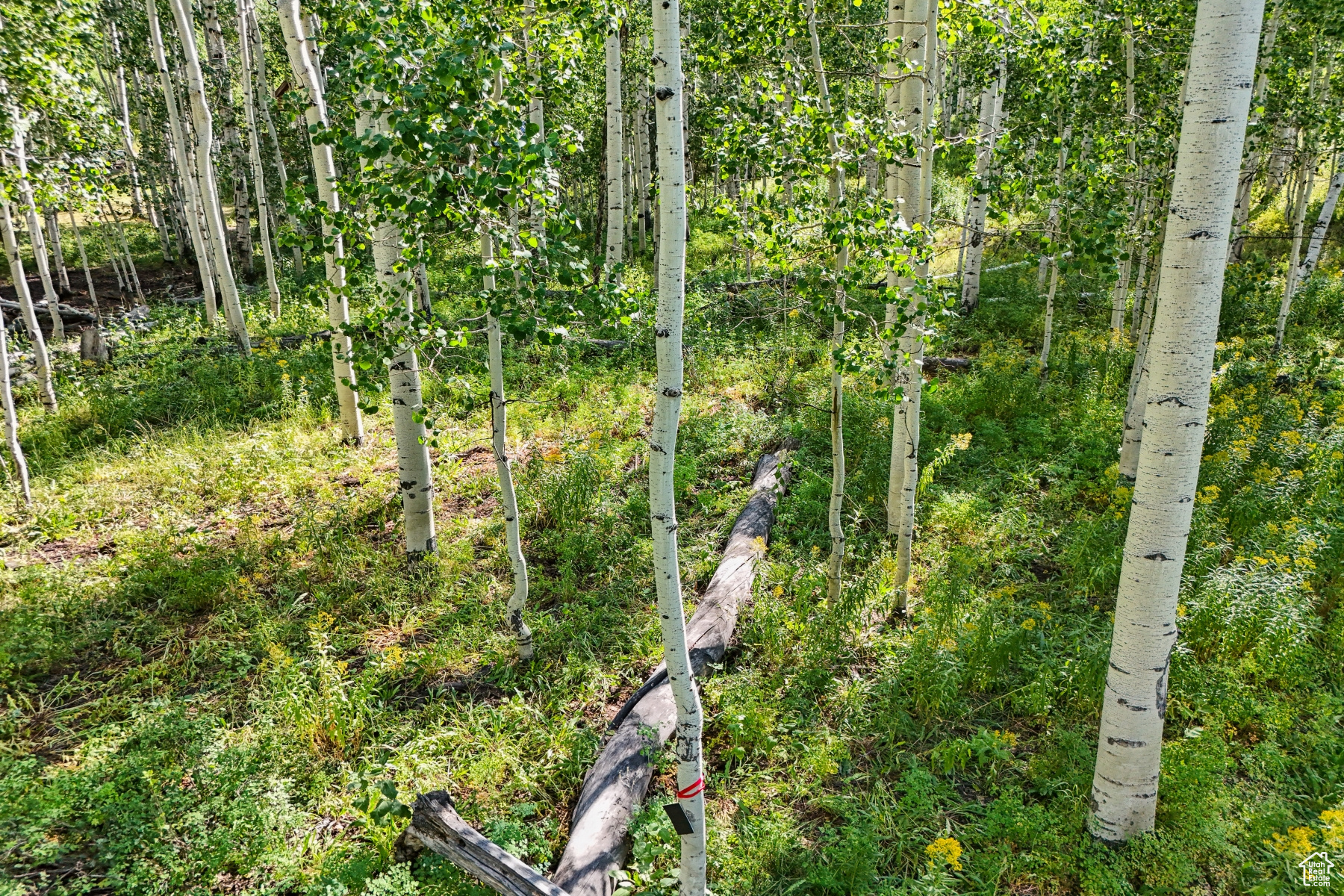 TIMBER LAKES - Land