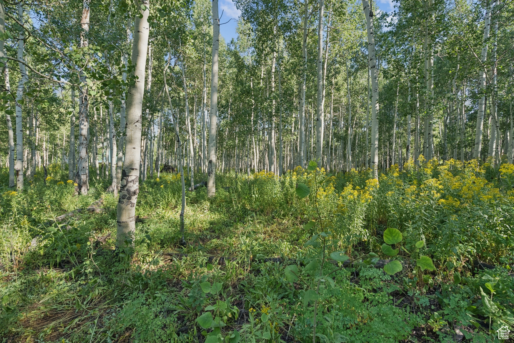 TIMBER LAKES - Land