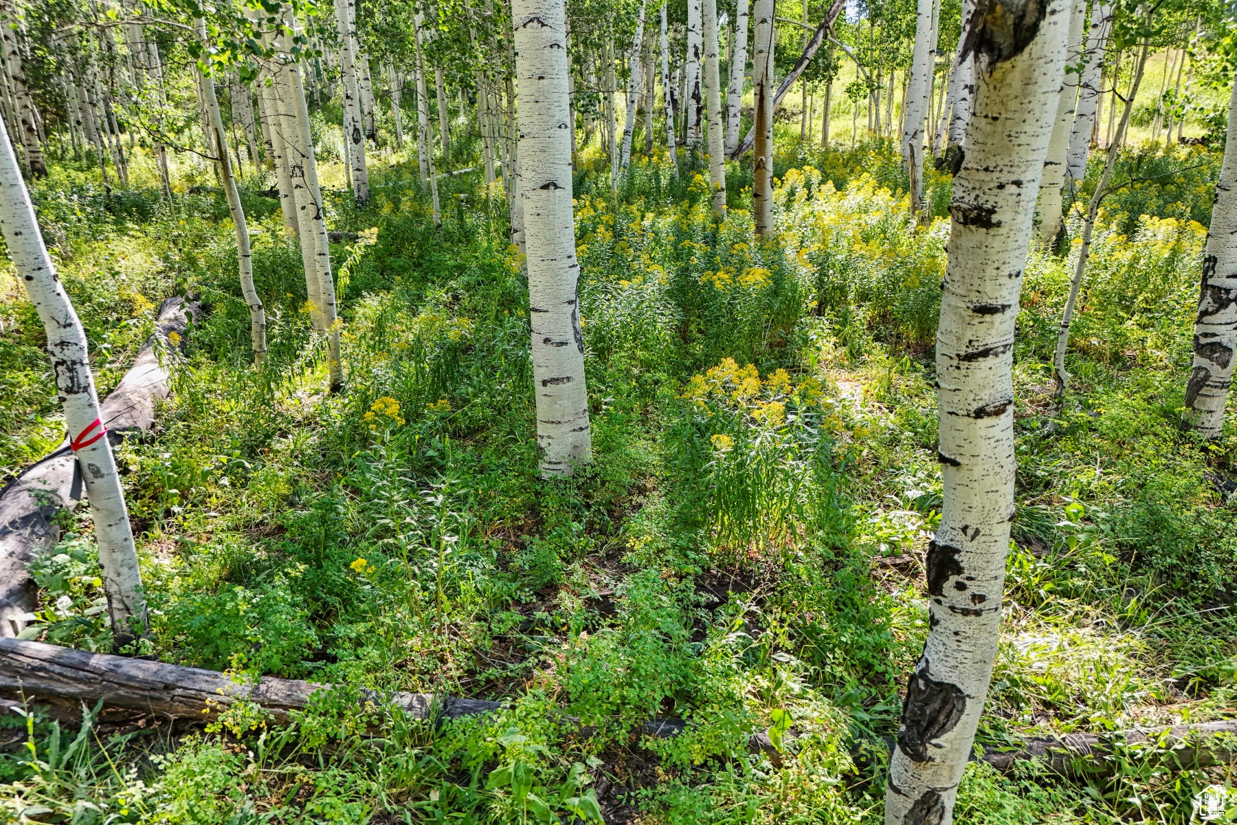 TIMBER LAKES - Land