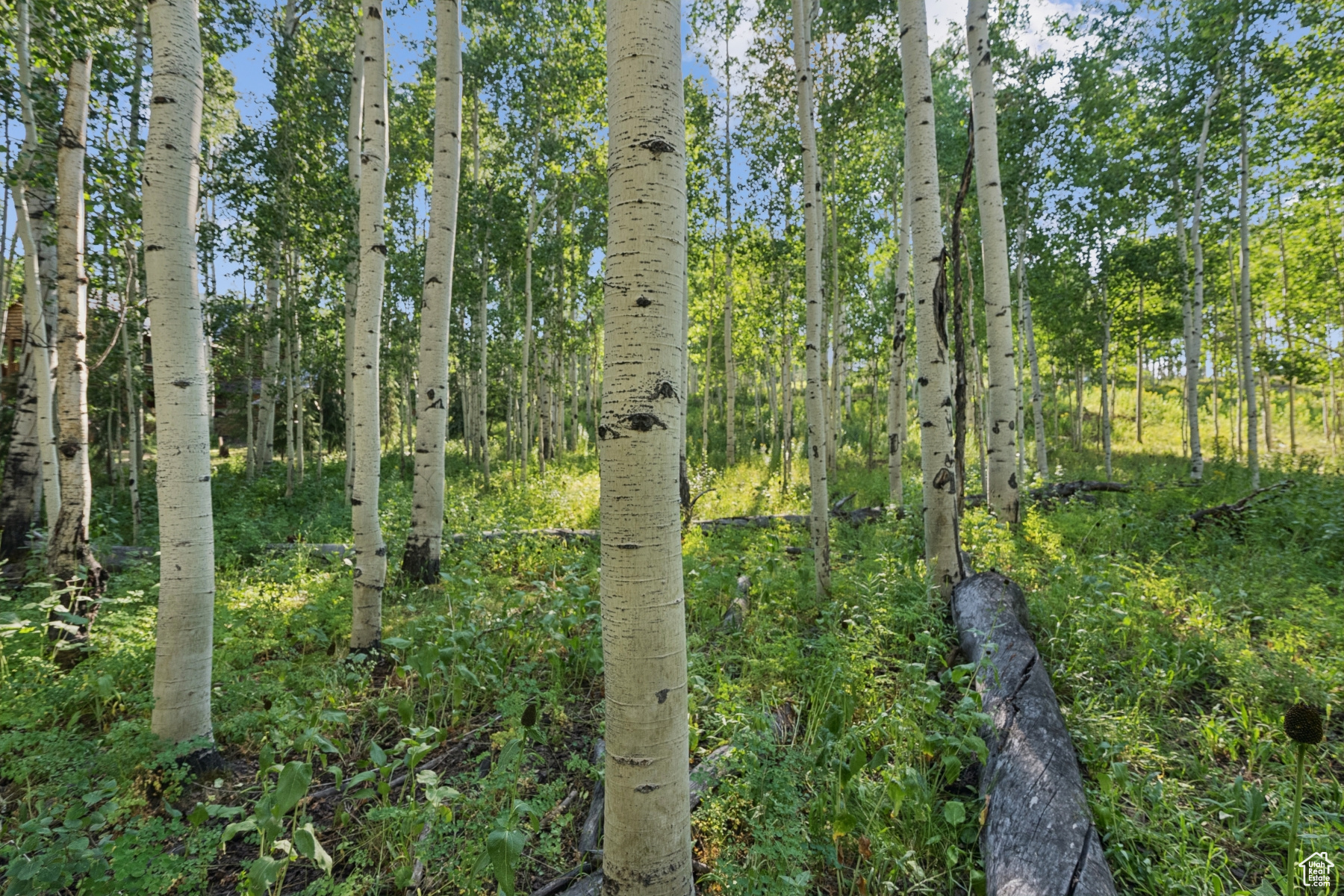 TIMBER LAKES - Land
