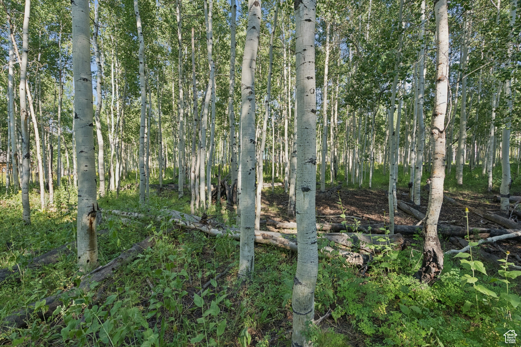 TIMBER LAKES - Land