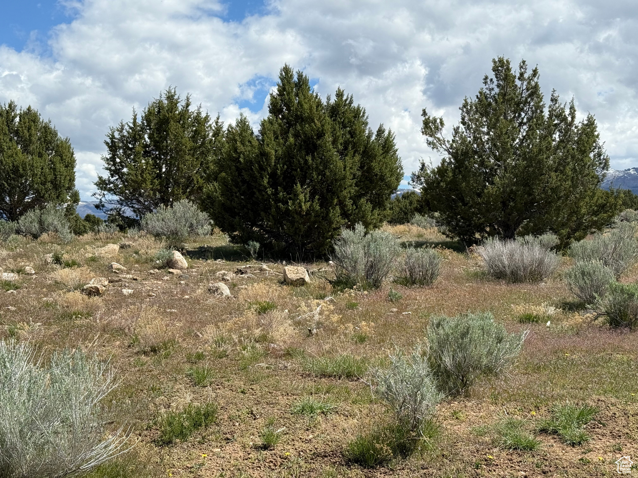 SPRING CITY RANCHES - Land