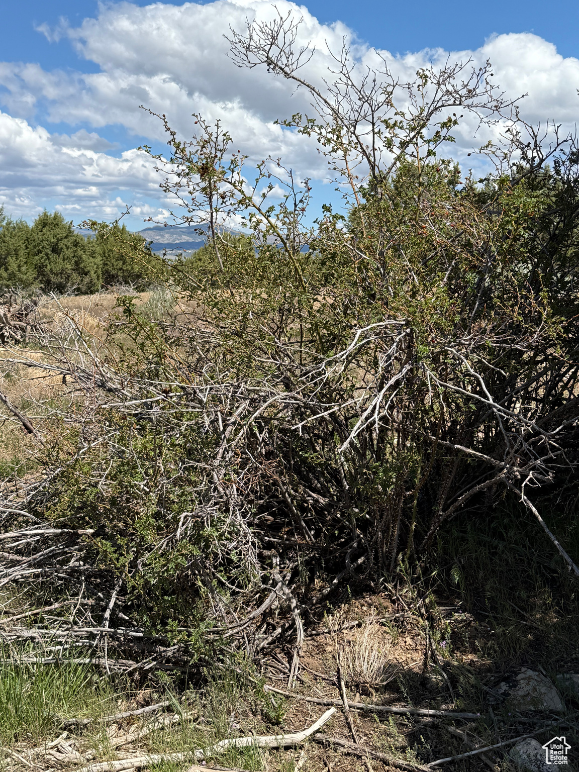 SPRING CITY RANCHES - Land