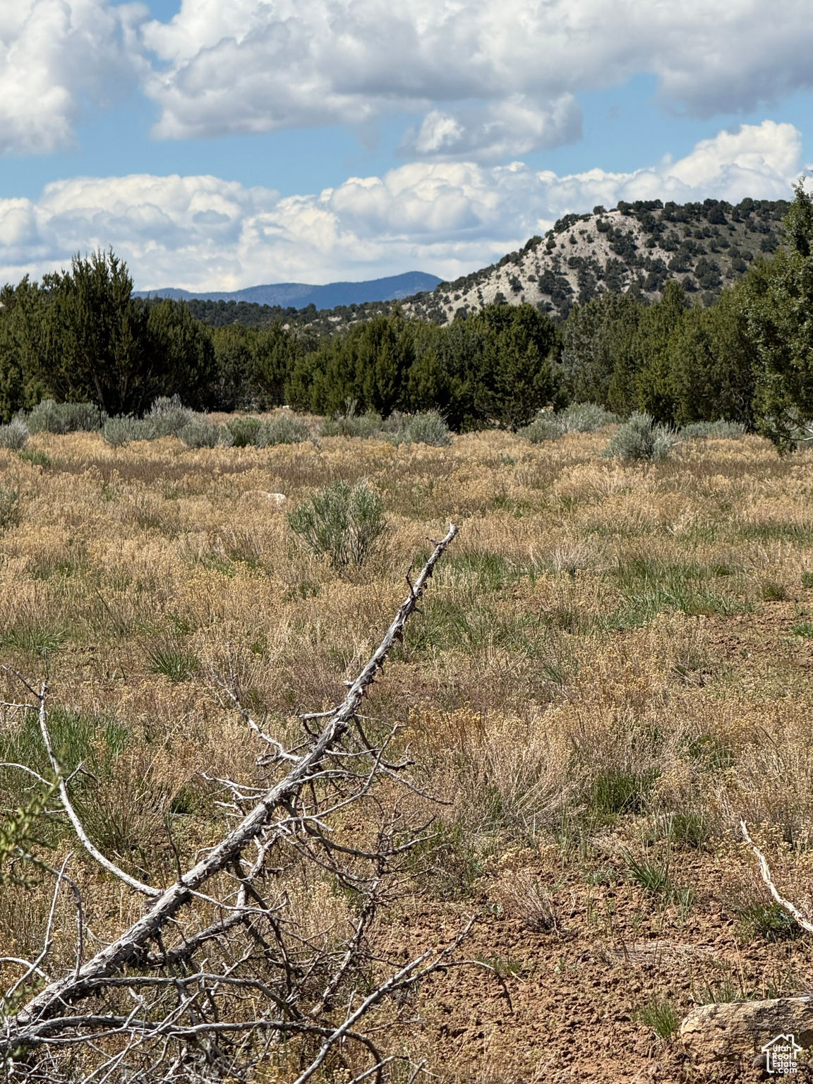 SPRING CITY RANCHES - Land