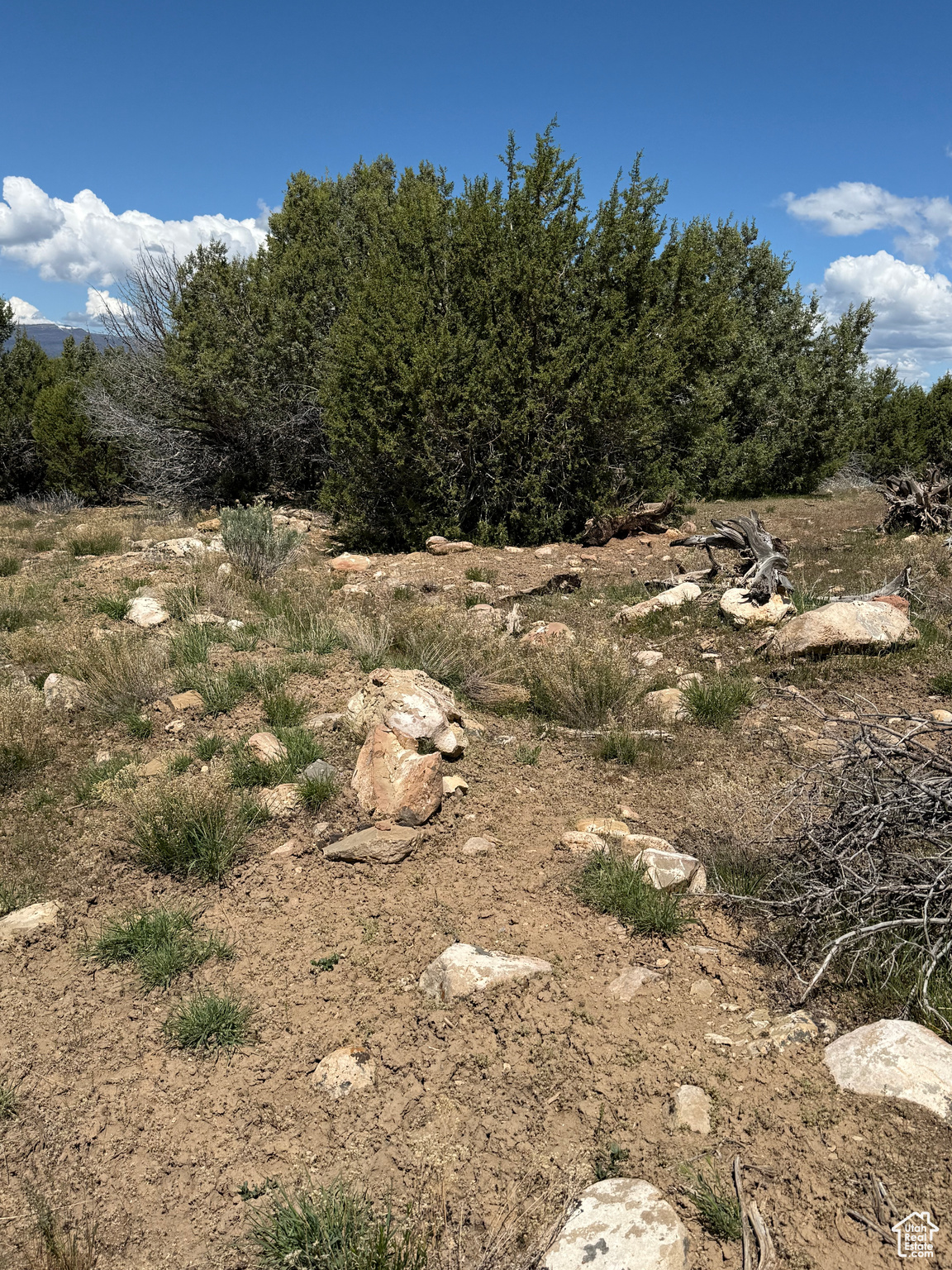 SPRING CITY RANCHES - Land