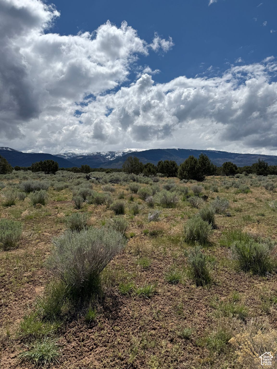 SPRING CITY RANCHES - Land