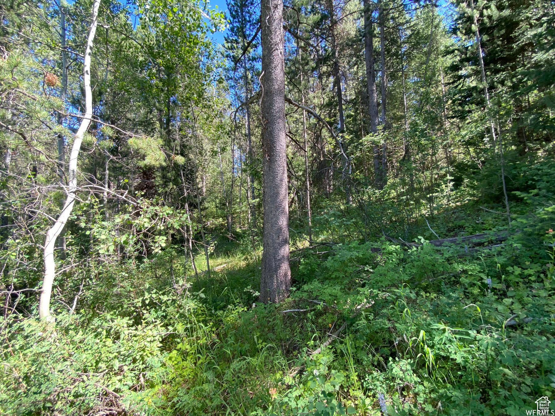 GROUSE CREEK RANCH - Land