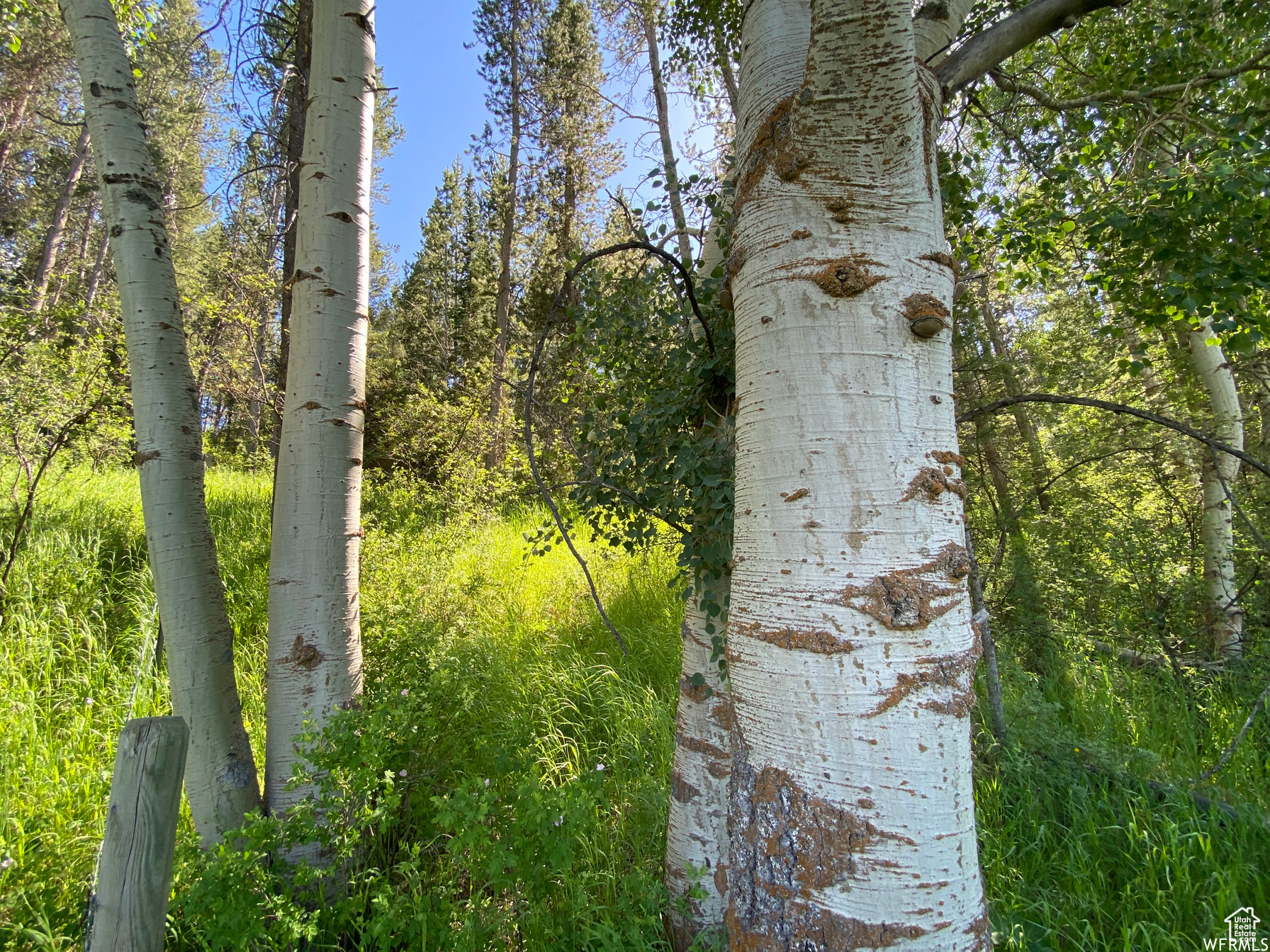 GROUSE CREEK RANCH - Land