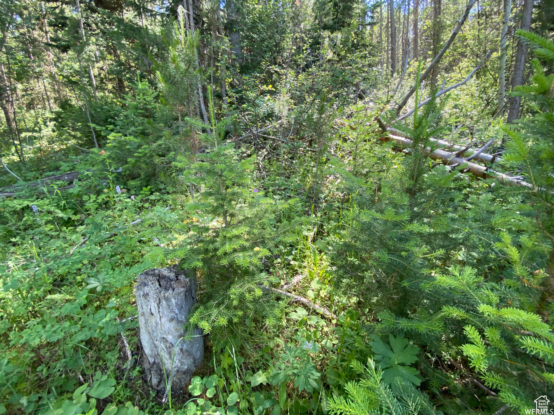 GROUSE CREEK RANCH - Land