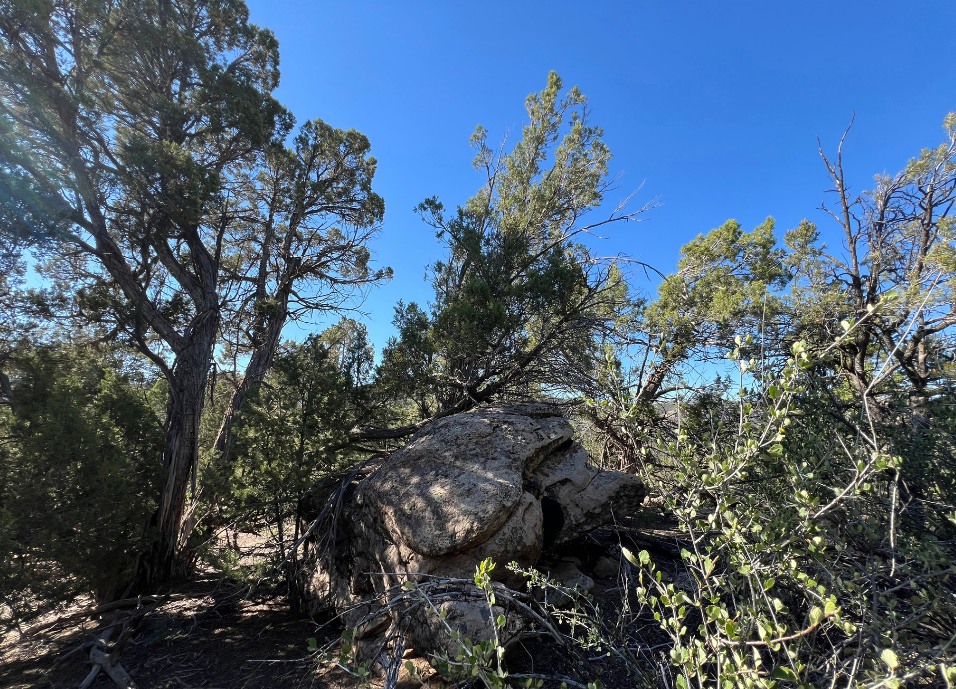 Natural landscape featuring mature juniper trees, varied native shrubbery, and prominent rock formations