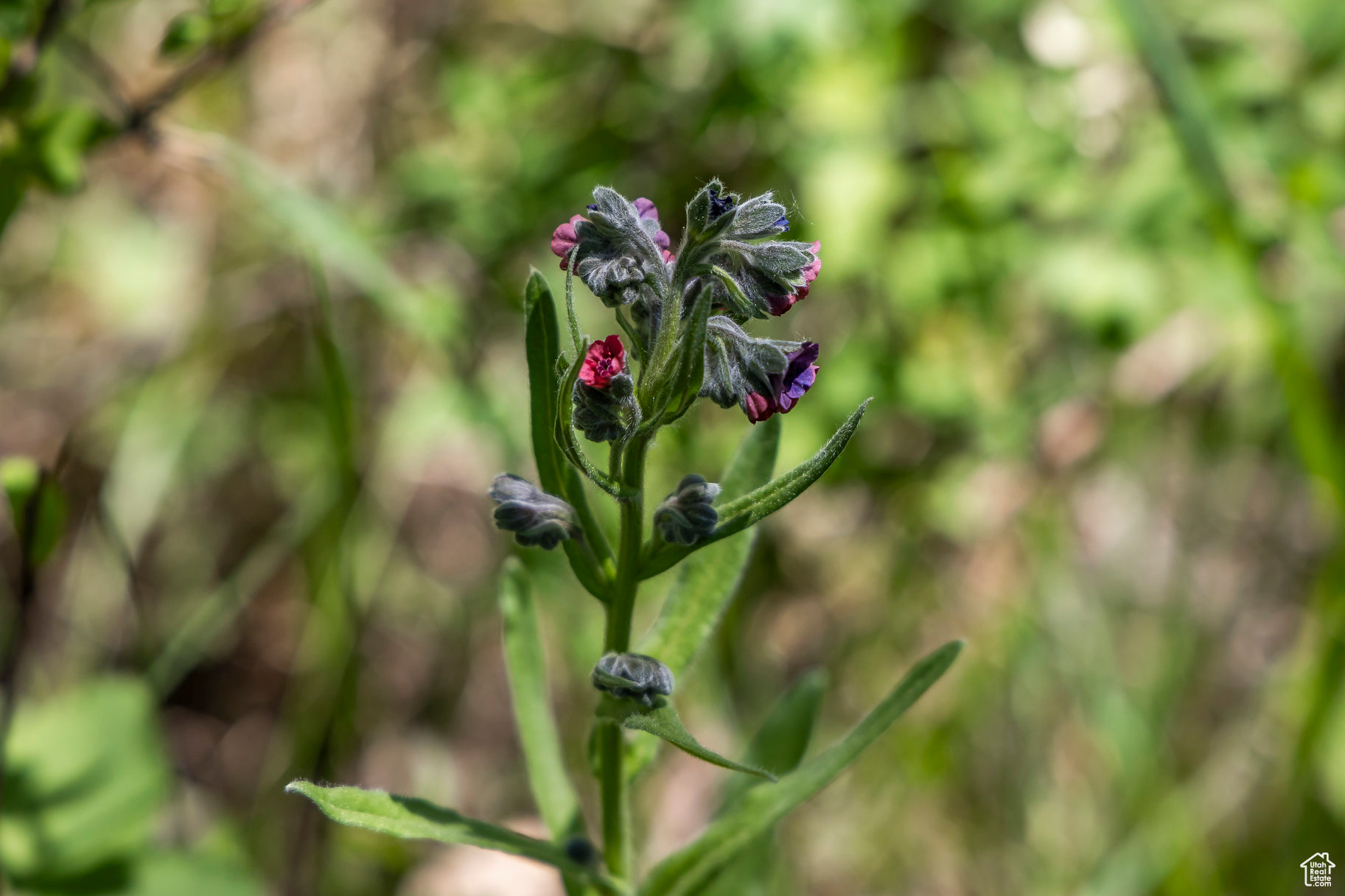 BEAVER SPRINGS RANCH SUBDIV - Land