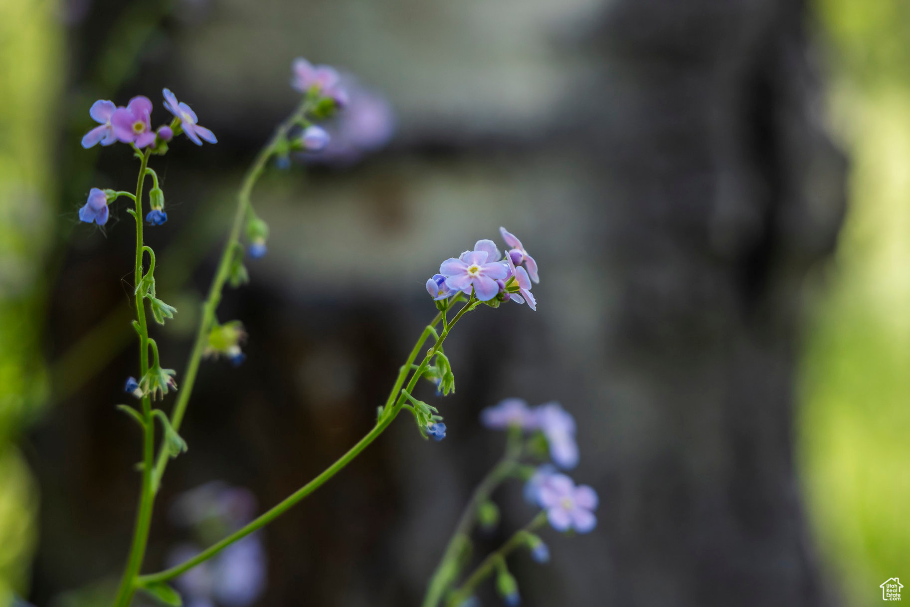 BEAVER SPRINGS RANCH SUBDIV - Land