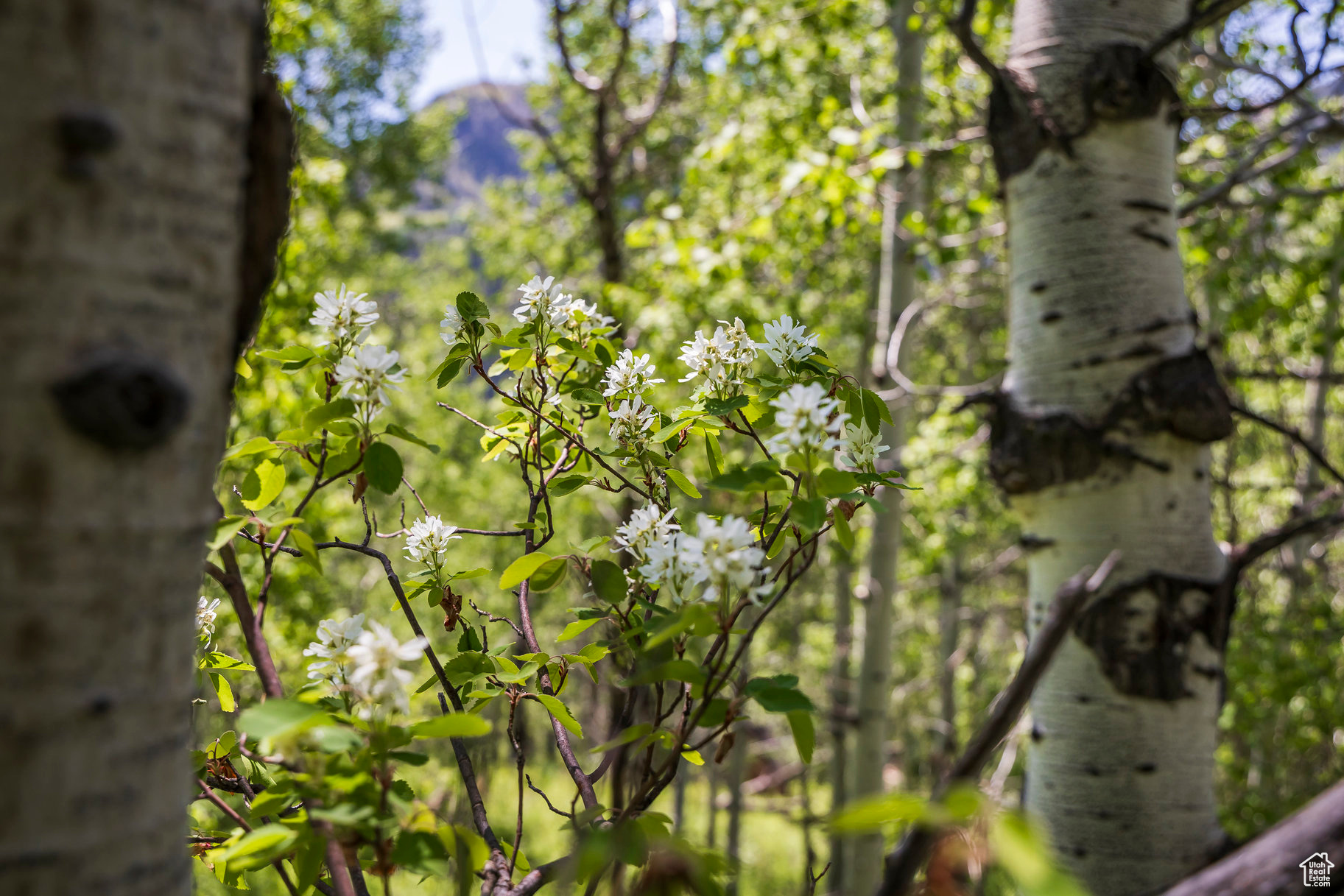 BEAVER SPRINGS RANCH SUBDIV - Land