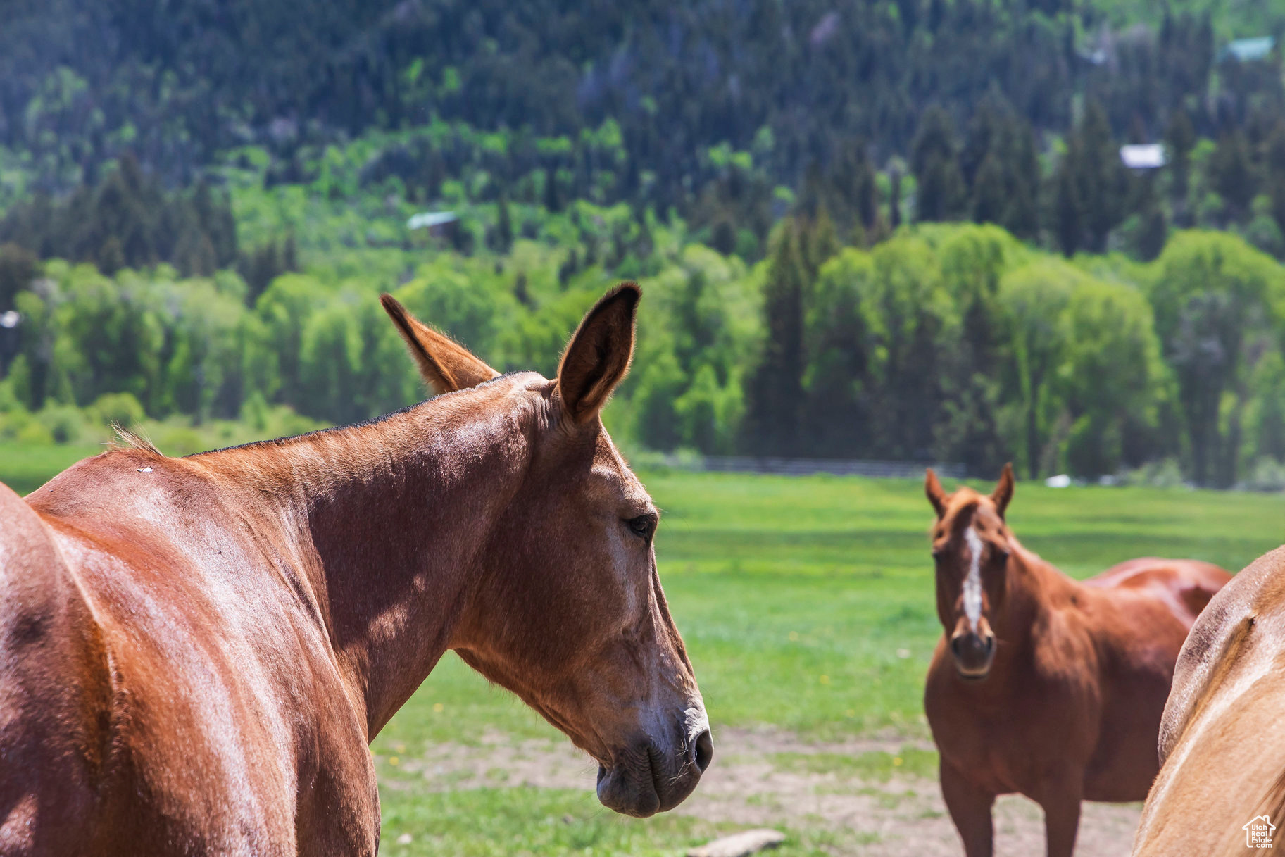 BEAVER SPRINGS RANCH SUBDIV - Land