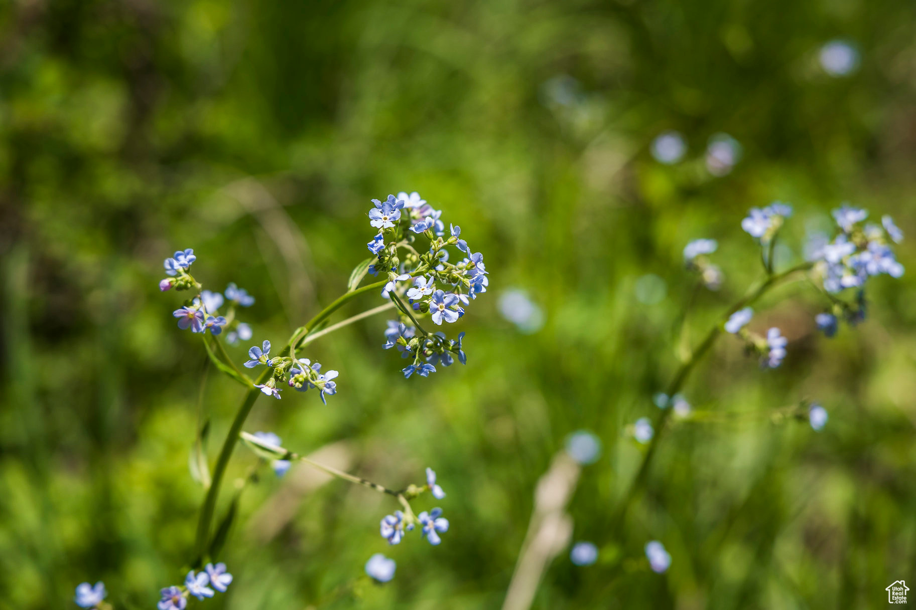 BEAVER SPRINGS RANCH SUBDIV - Land