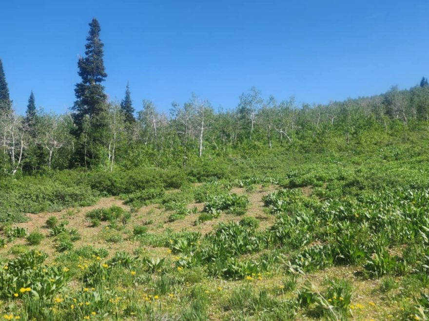 Beautiful lot with amazing views in the Sunridge Highlands in Huntsville Utah. This would make a great camping destination or you could build your dream cabin as well. Lot is within walking distance of Moose lake (private lake stocked with fish). Some of your neighbor's will be, Moose, Deer, Owls and Beaver. You will see them often so be prepared to free up your phone space for all of the photos you will be taking. Sunridge also has lots of common area and hunting areas that you are able to access. Don't miss this opportunity to have a permanent camp spot. Land is a good investment because we are not making any more of it! Sunridge is a gated community and you will need gate access to see the property. Lot is accessible by snow machines in the winter and anything you choose to drive up to the lot in the summer.