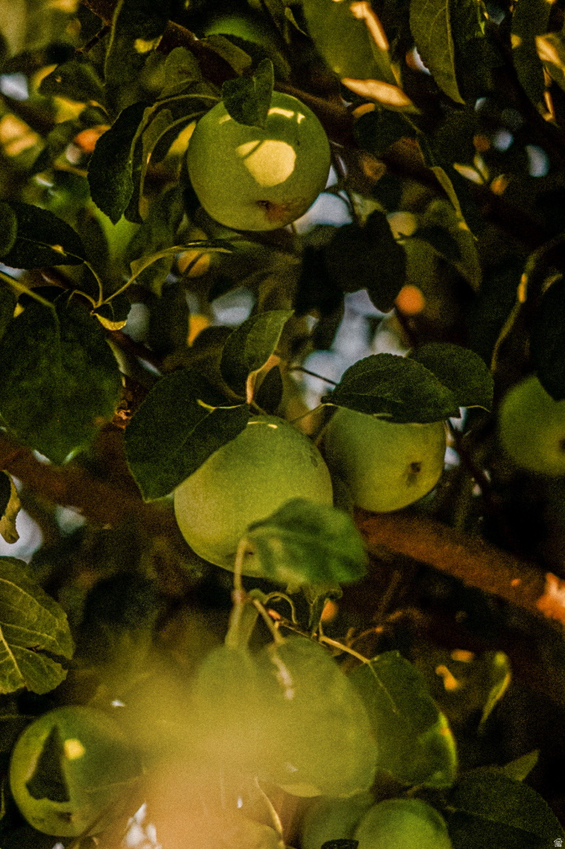 HELPER TOWN PLAT - Residential