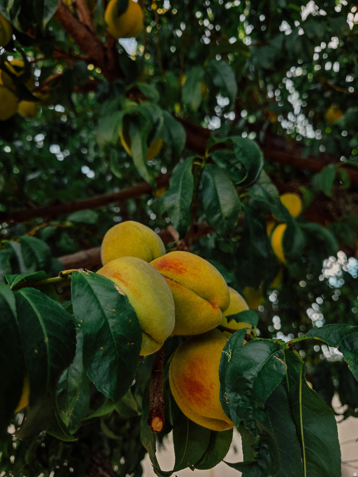 HELPER TOWN PLAT - Residential